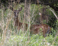 Deer 2144